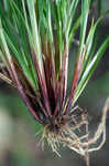 White edge sedge